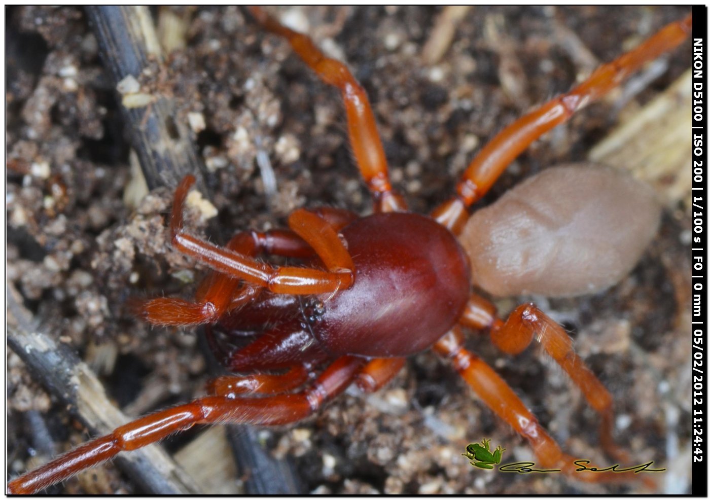 Dysderidae da Usini  - Dysdera sp.