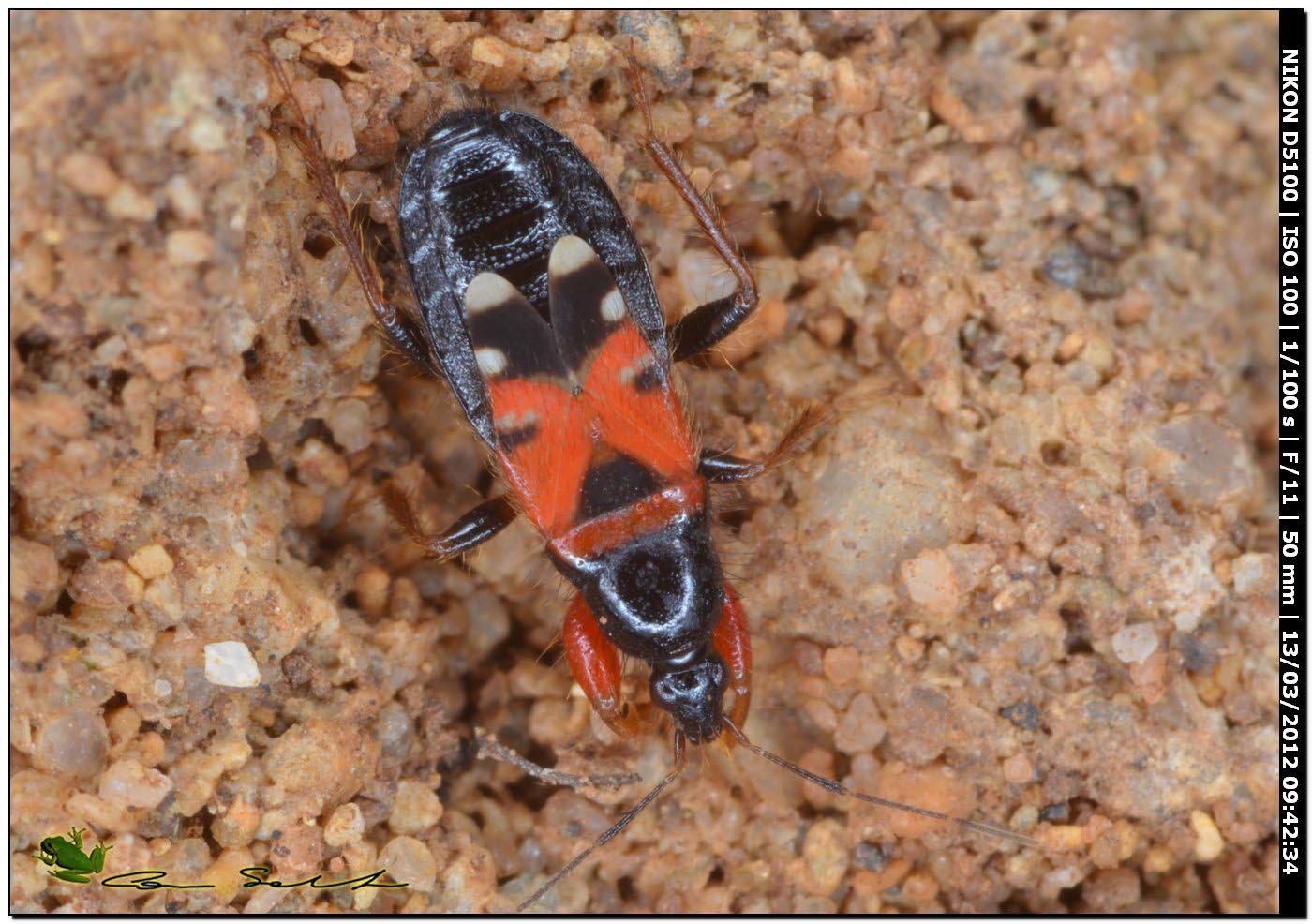 Nabidae: Prostemma bicolor da Porto Ferro , Sardegna (SS).