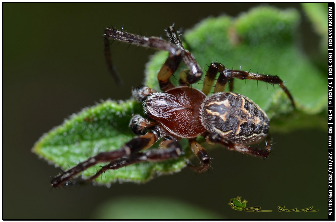Larinioides sp. ♂