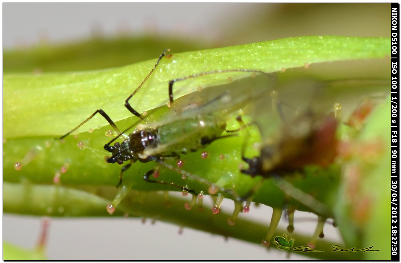 Piccoli afidi alati verdi: probabilmente Macrosiphum rosae