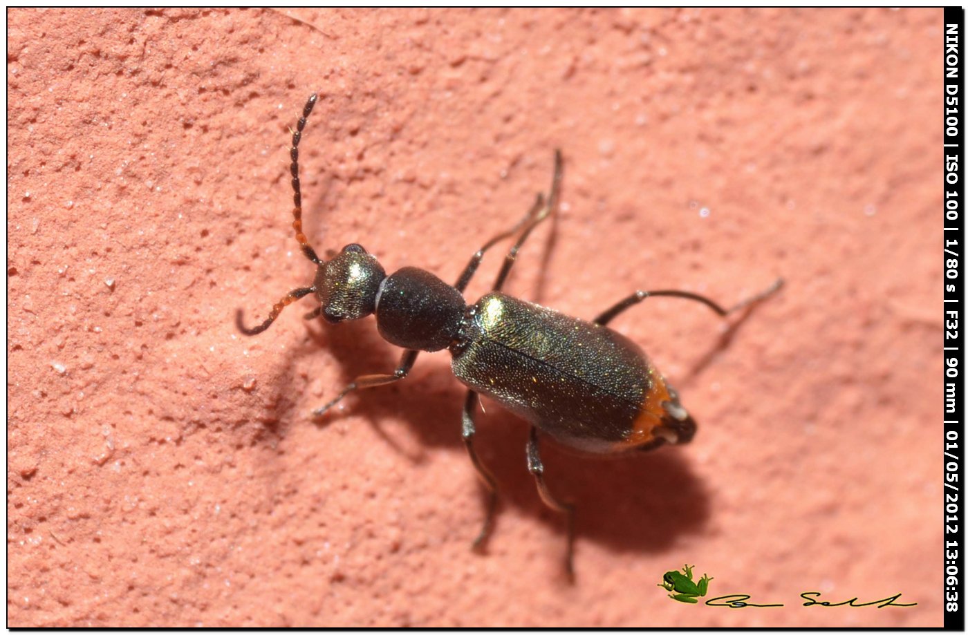 Piccolo malachiidae: Charopus nitidus