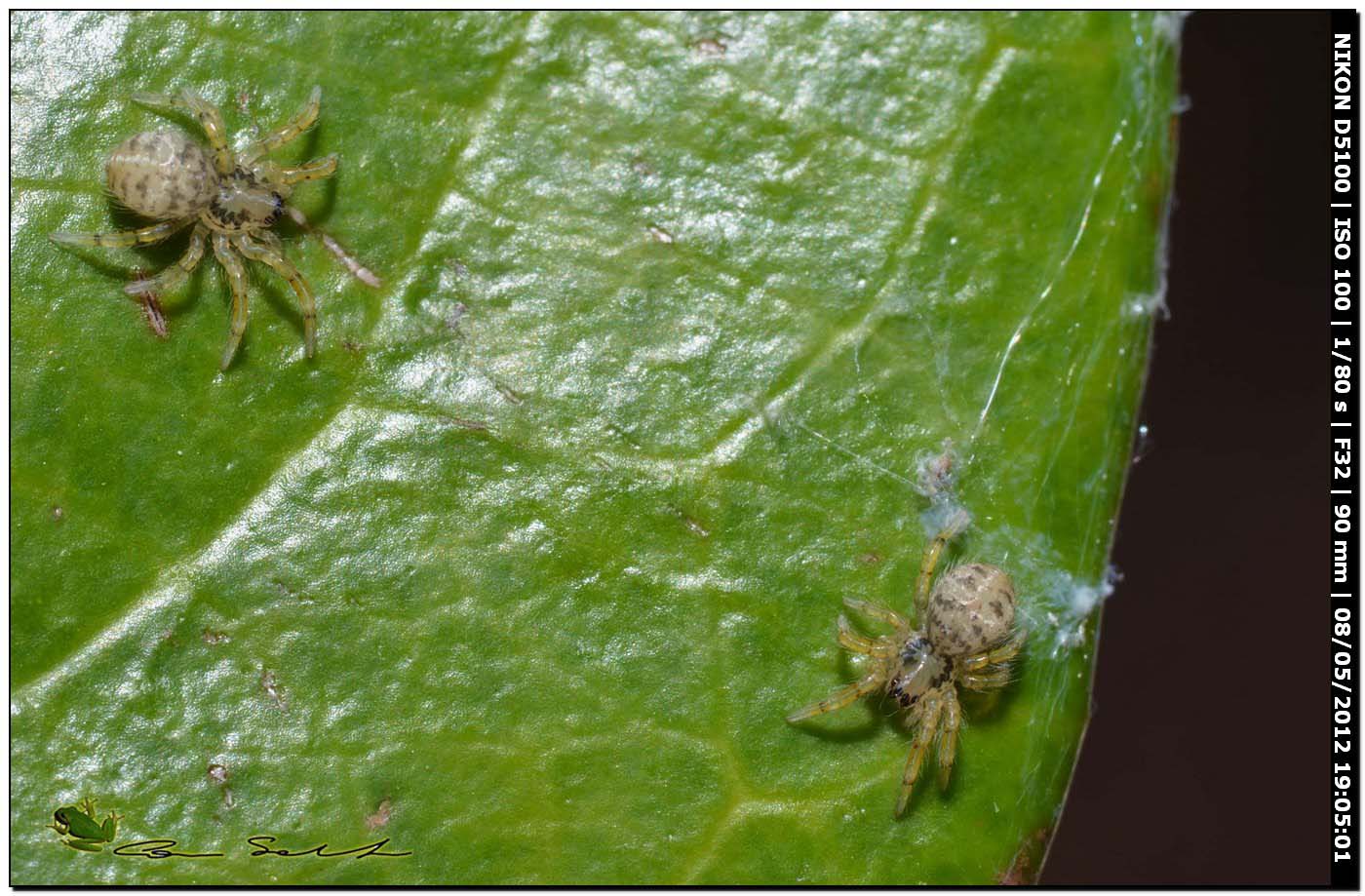 Ovisacco di Zoropsis sp.