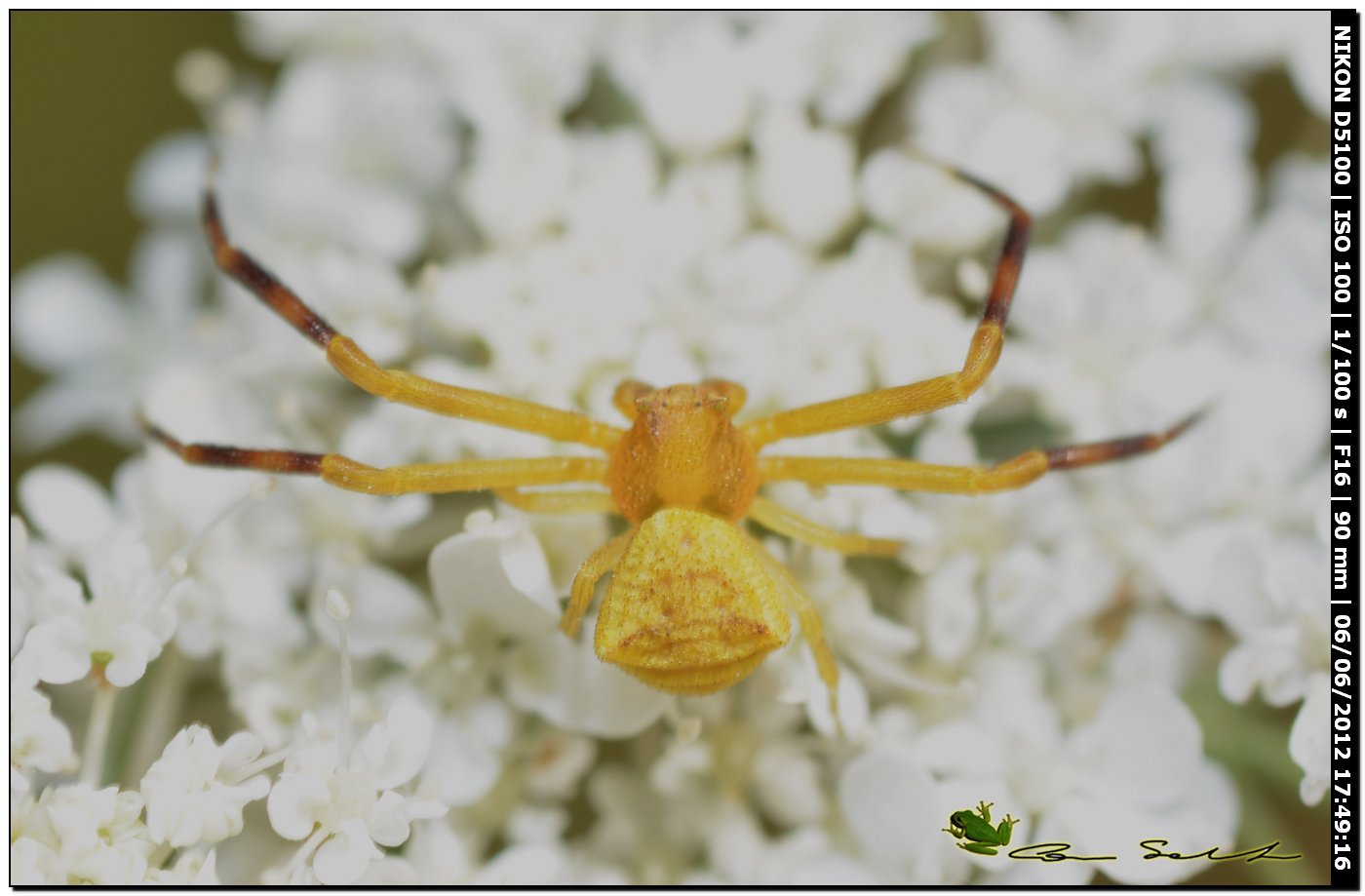 Thomisus onustus