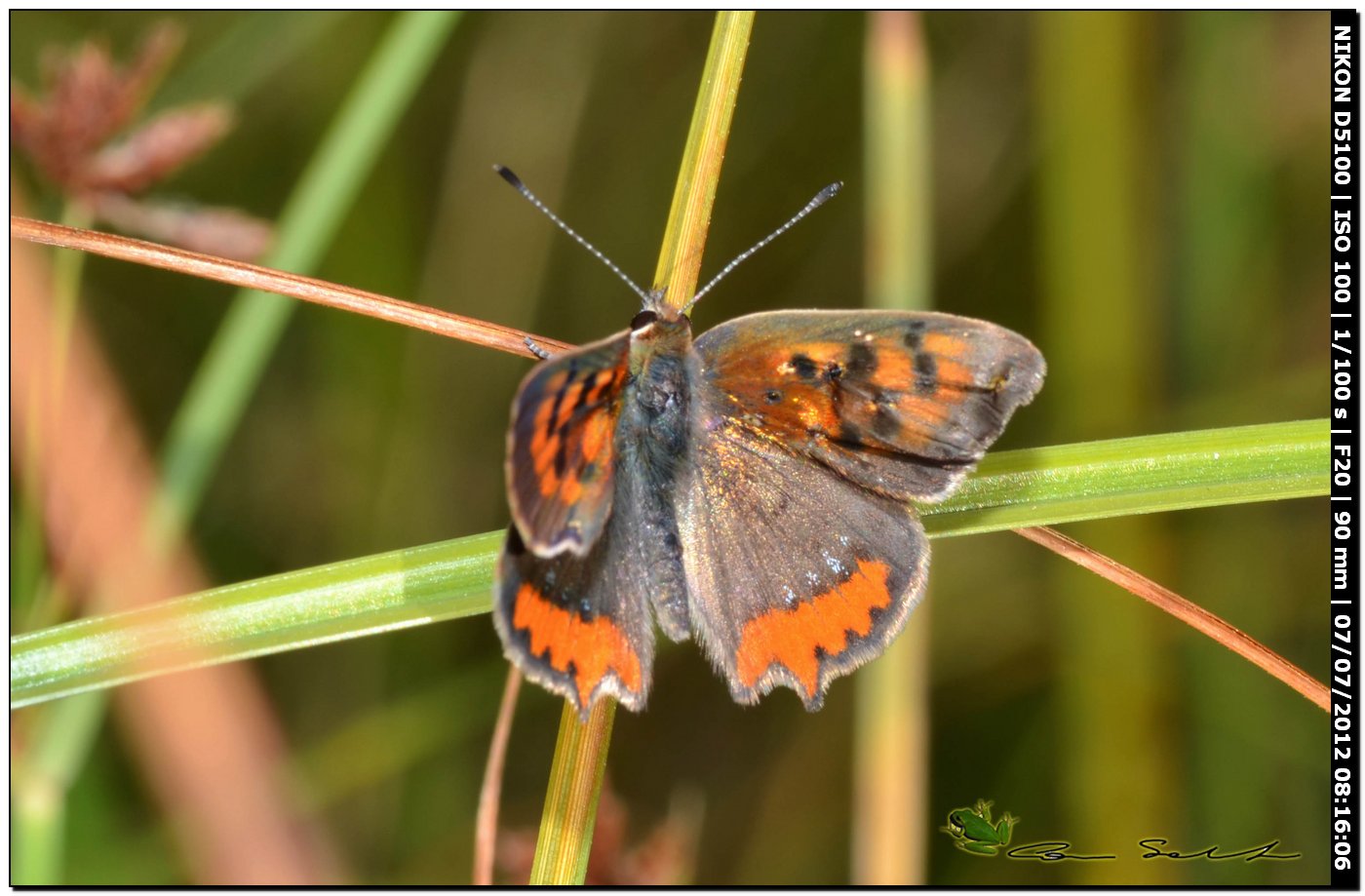 Lycaena phlaeas