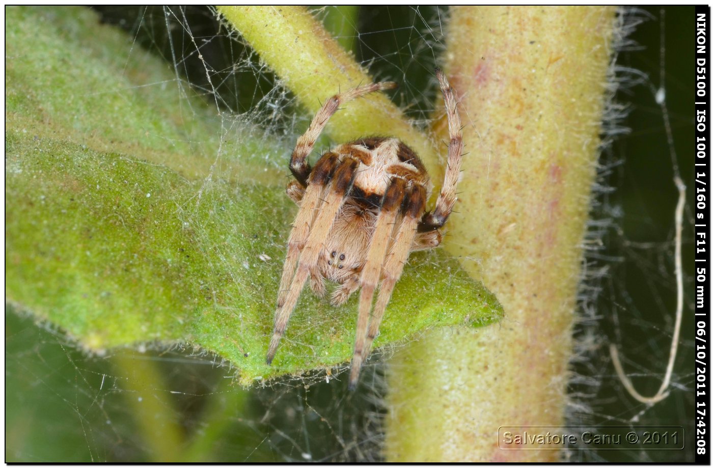 Agalenatea redii