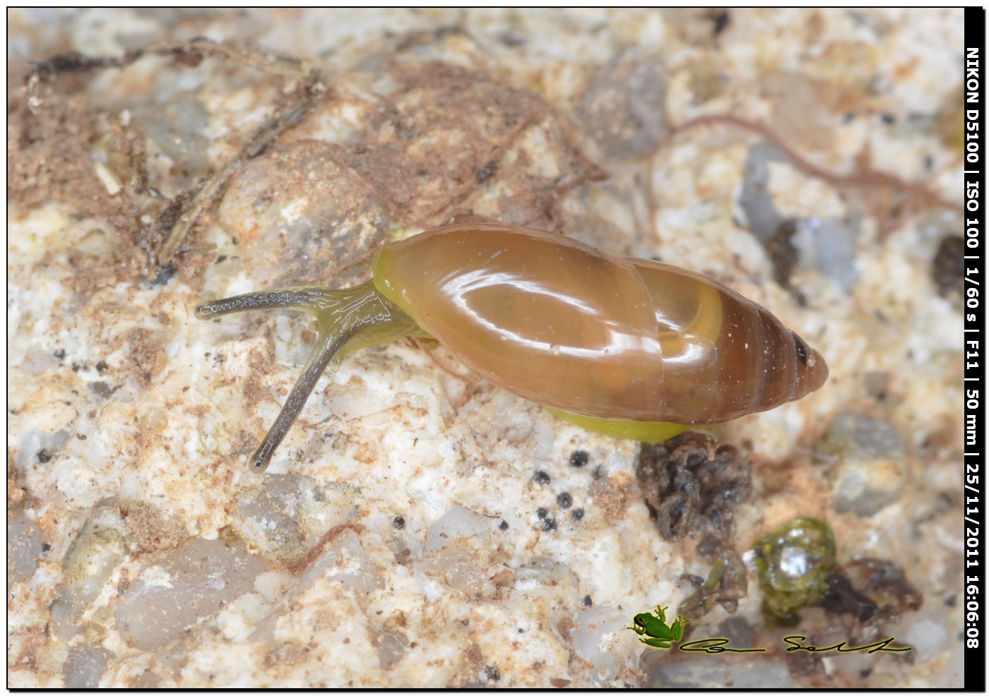 Ferussacia (Ferussacia) folliculus