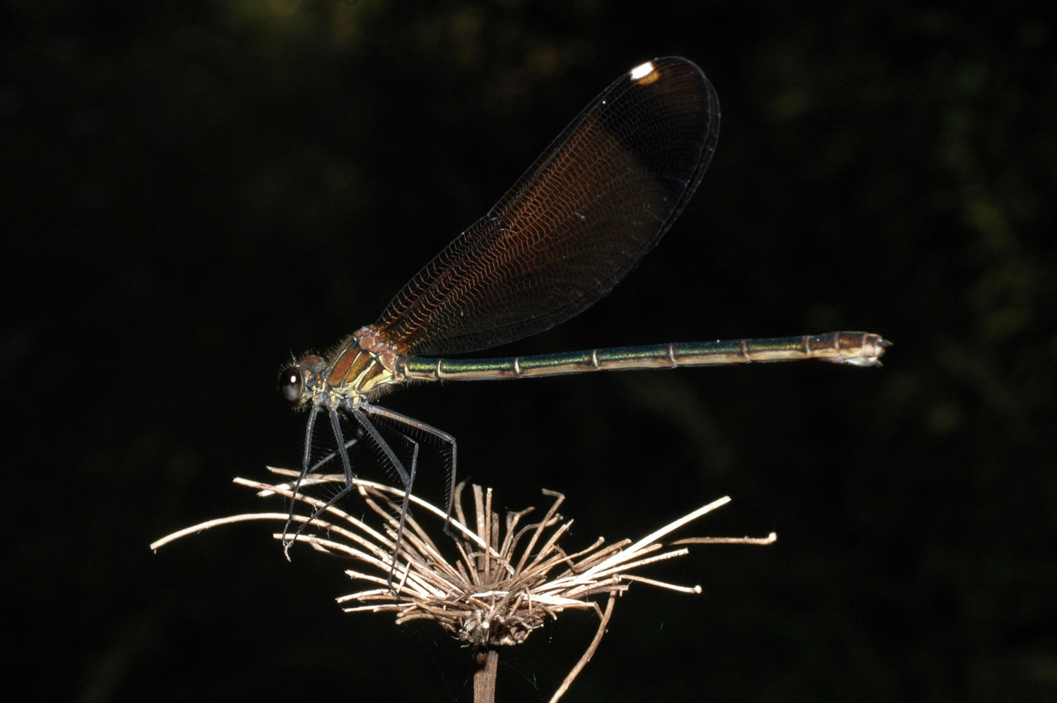 Orthetrum trinacria femmina ??