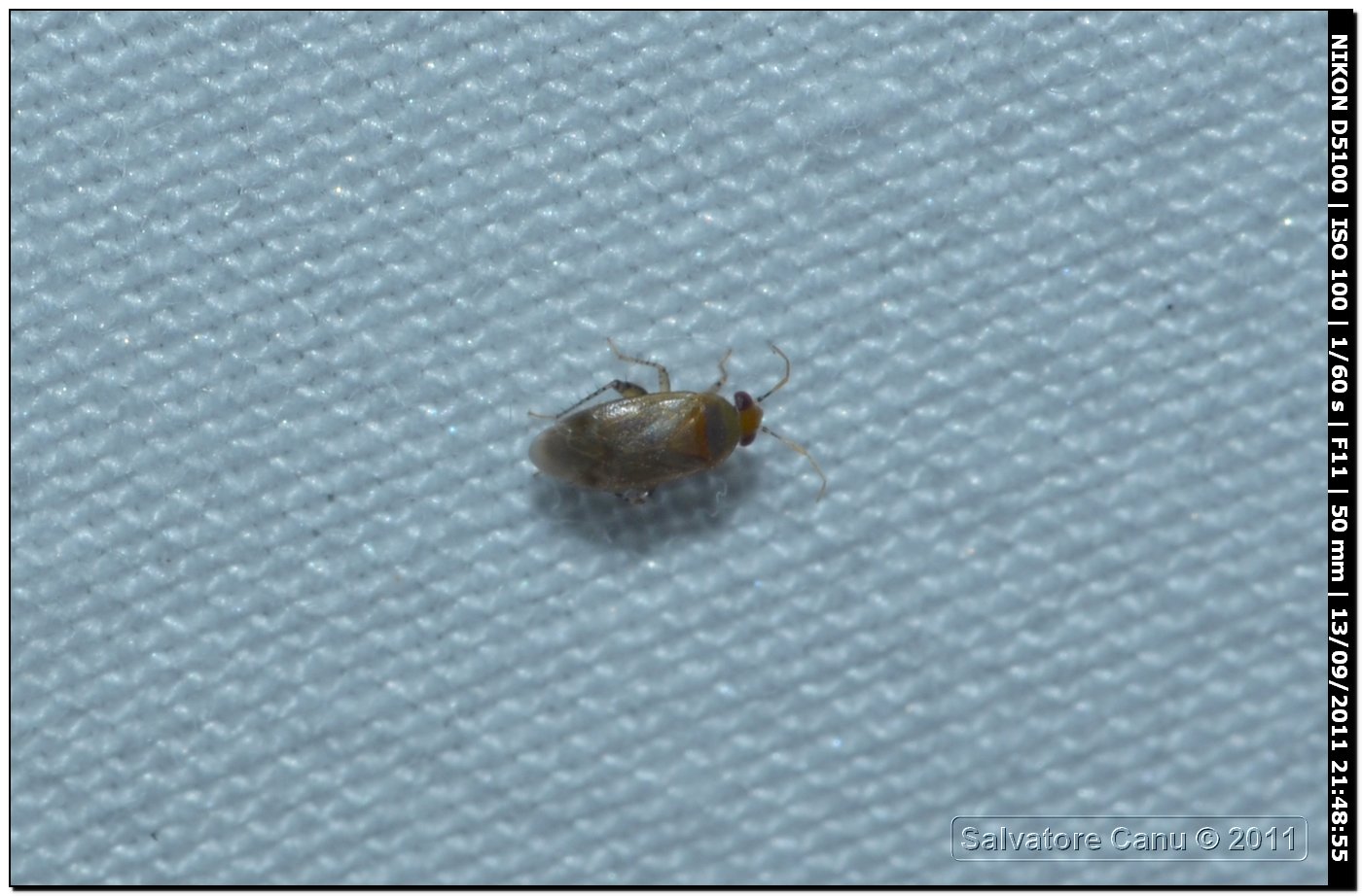 micro soggetto da identificare - Miridae: Campylomma verbasci