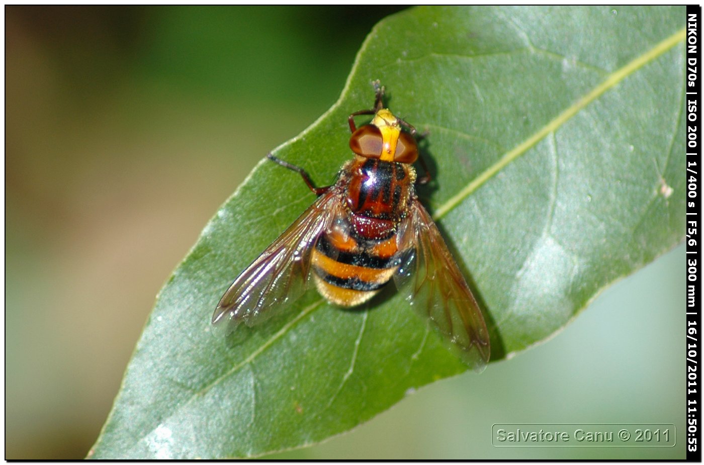 Volucella zonaria (Syrphidae)