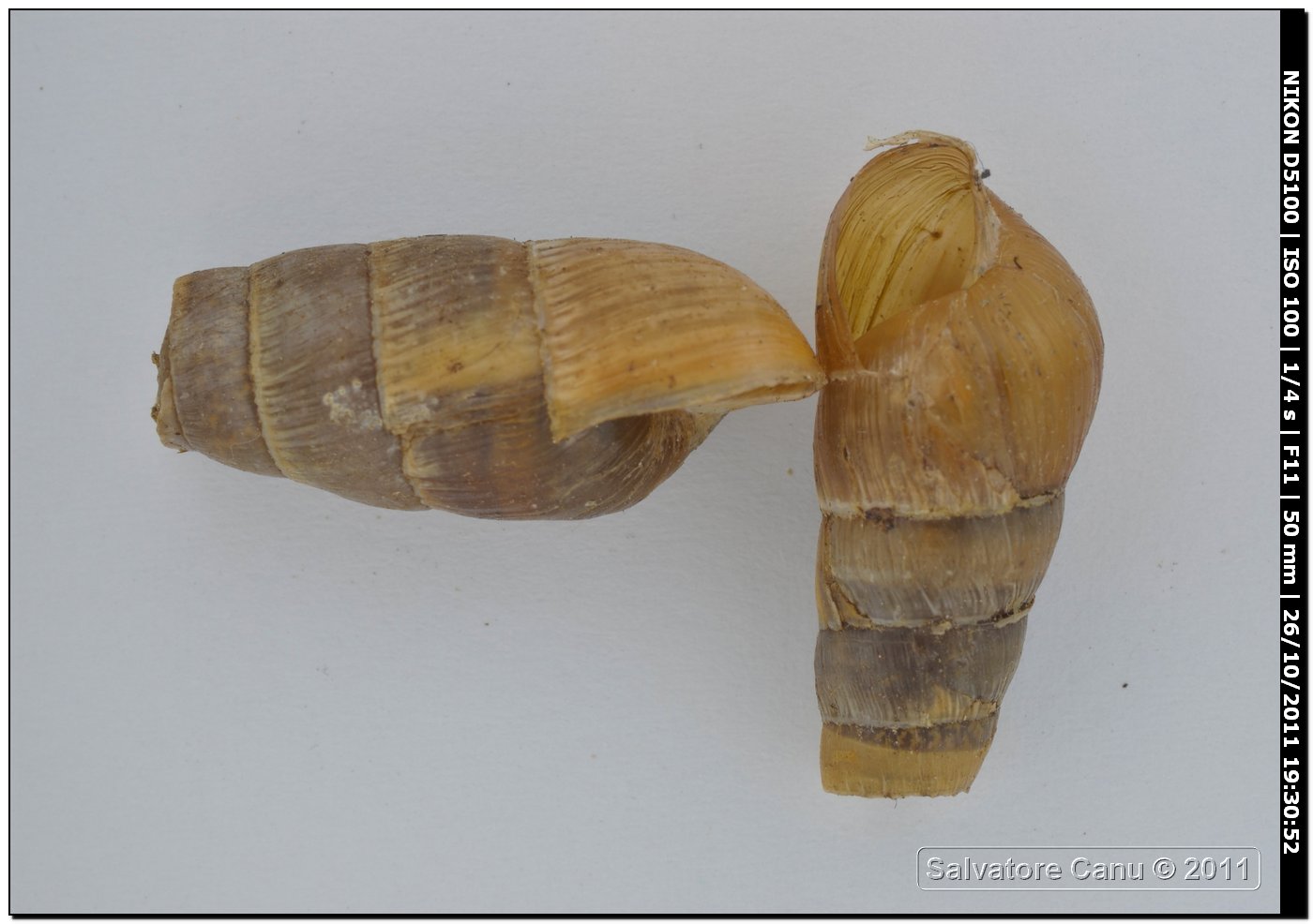 Rumina decollata