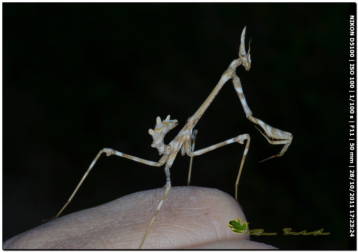 Empusa pennata