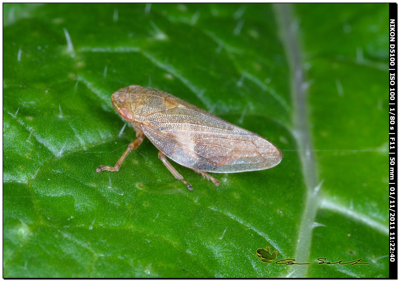 Cixiidae?.....quasi: Aphrophora alni; Sardegna