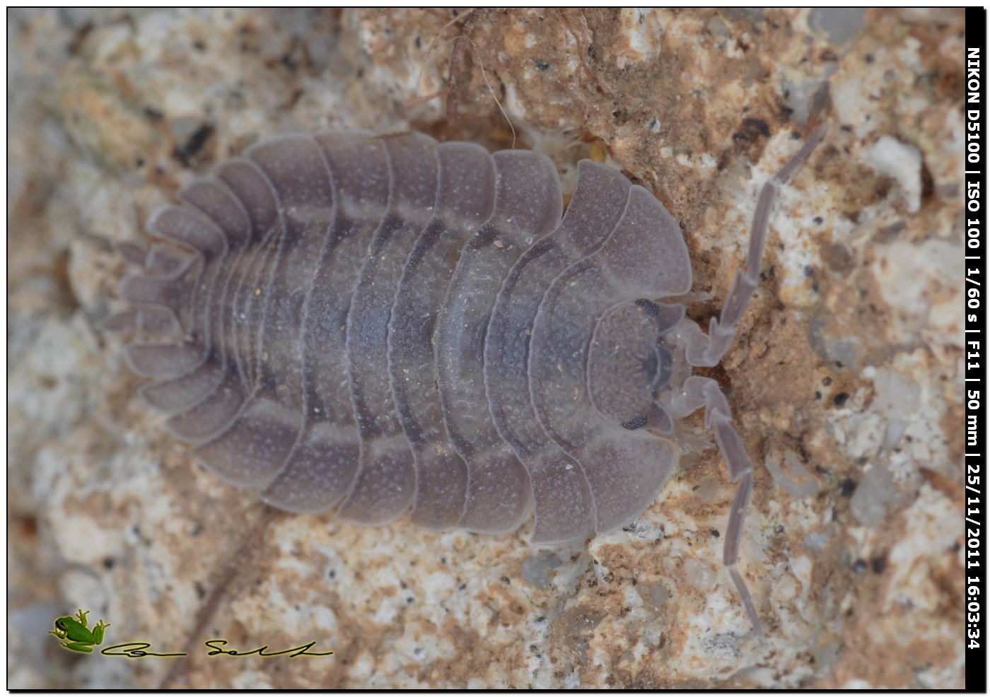 Porcellio dilatatus