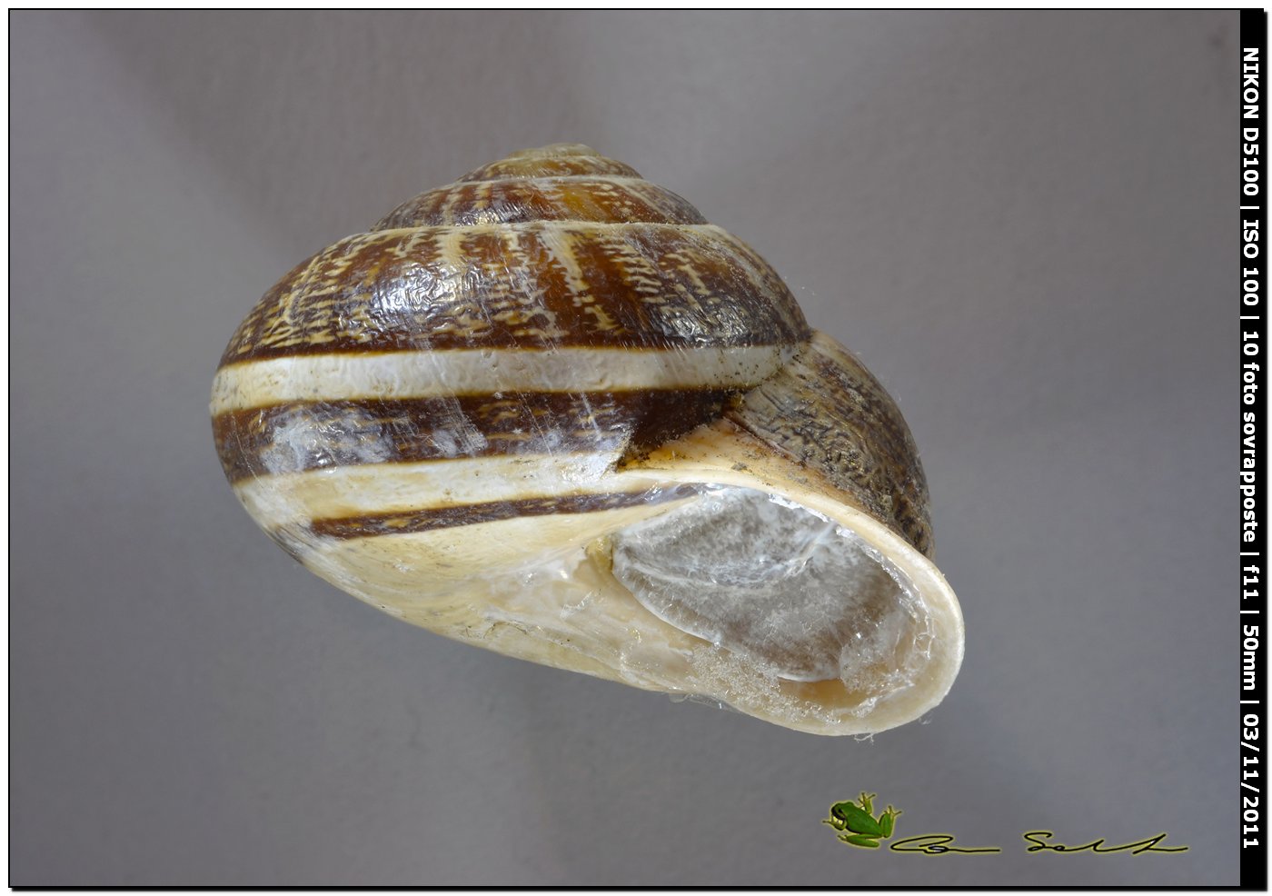 Eobania vermiculata
