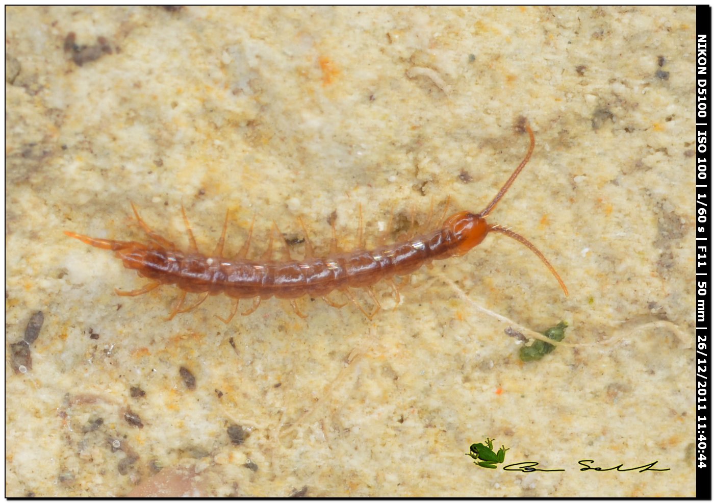 Lithobius sp.