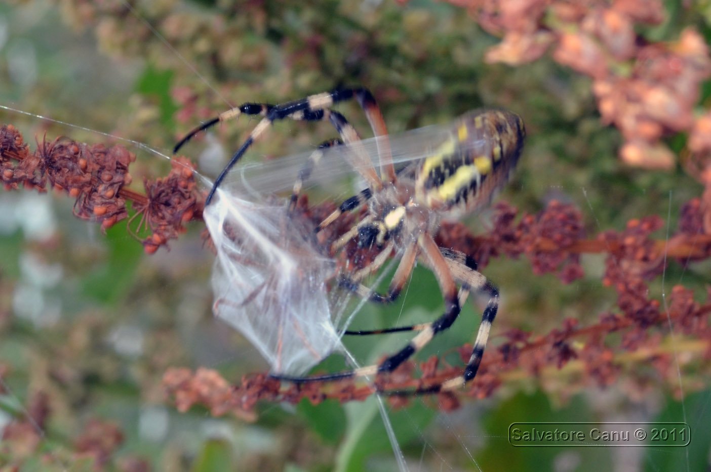 Argiope bruennichi femmina con preda