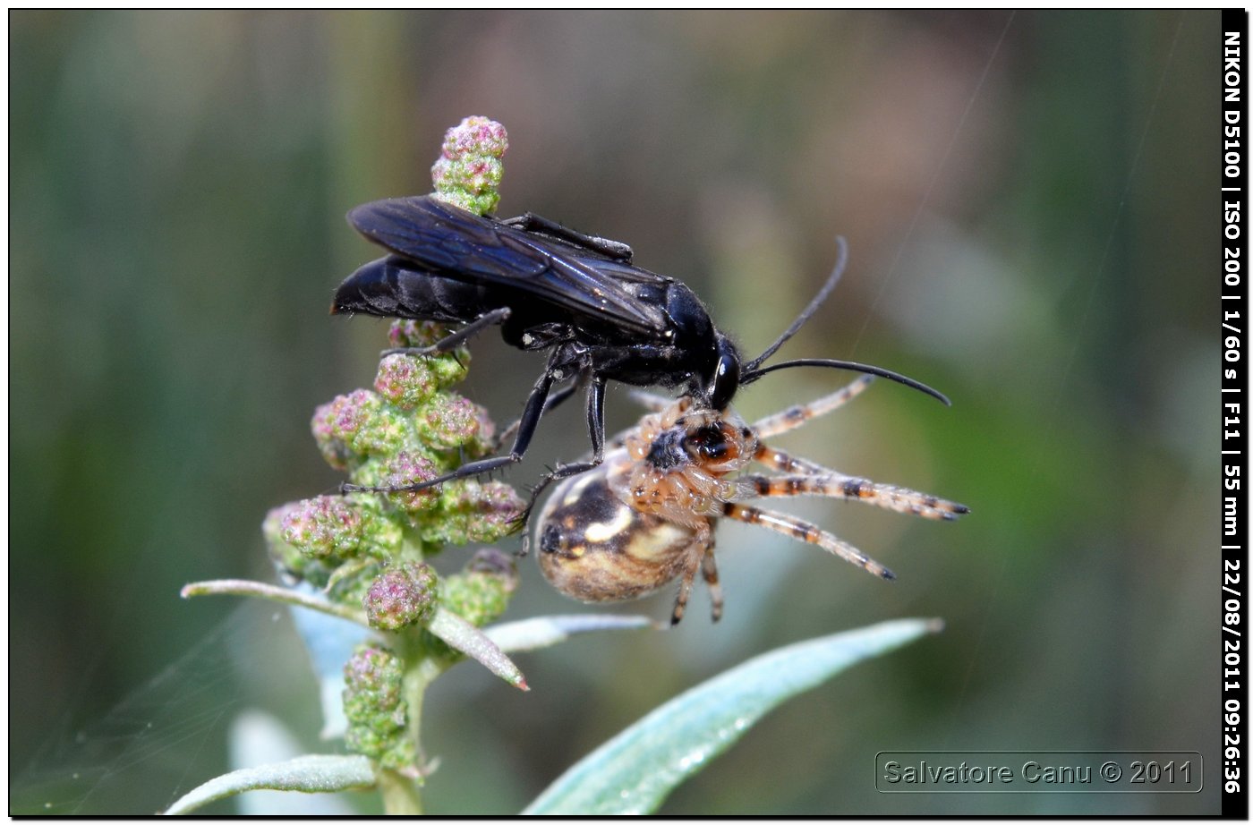 Pompilidae con ragno: cfr. Episyron sp.