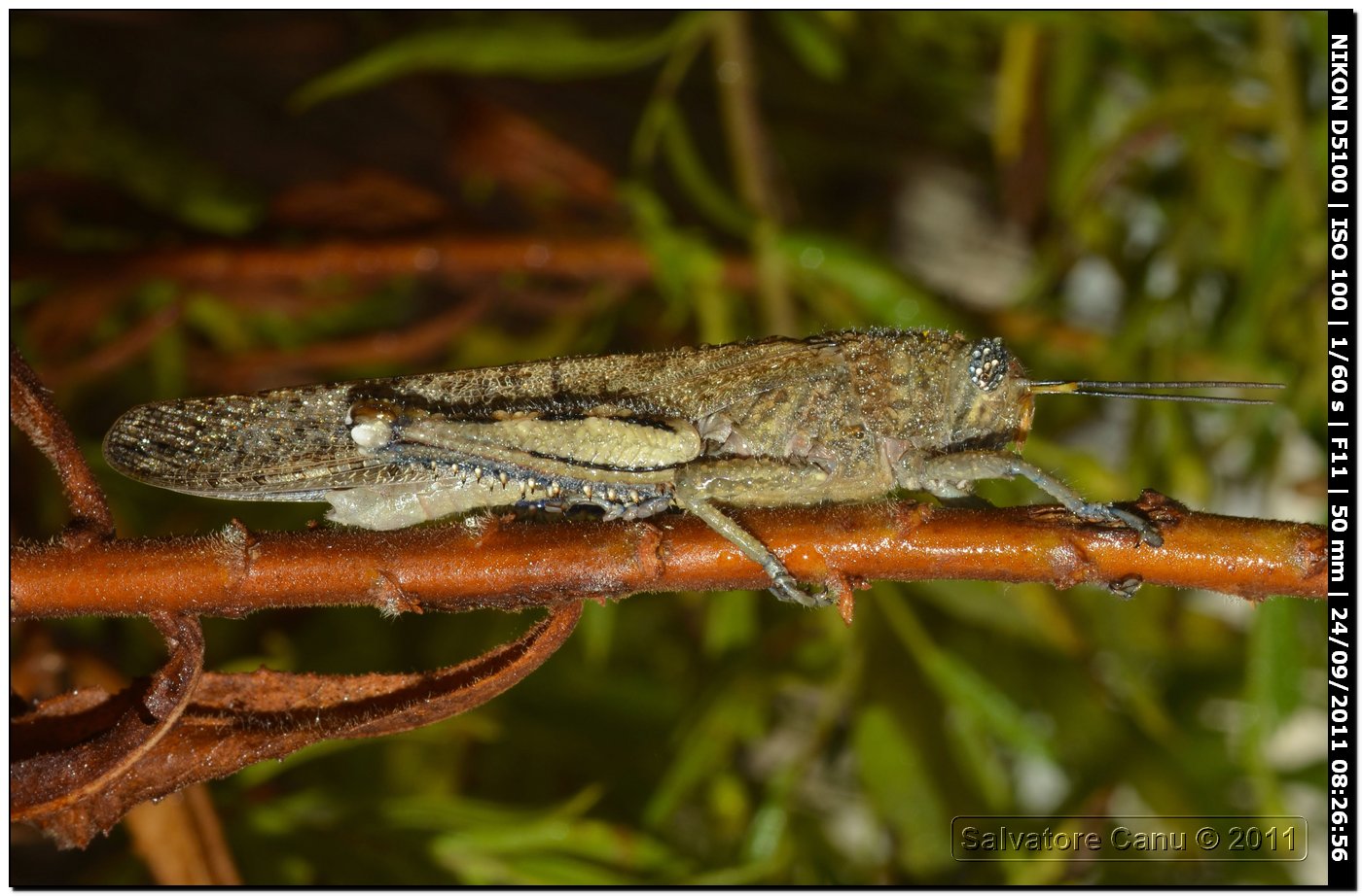 Anacridium aegyptium