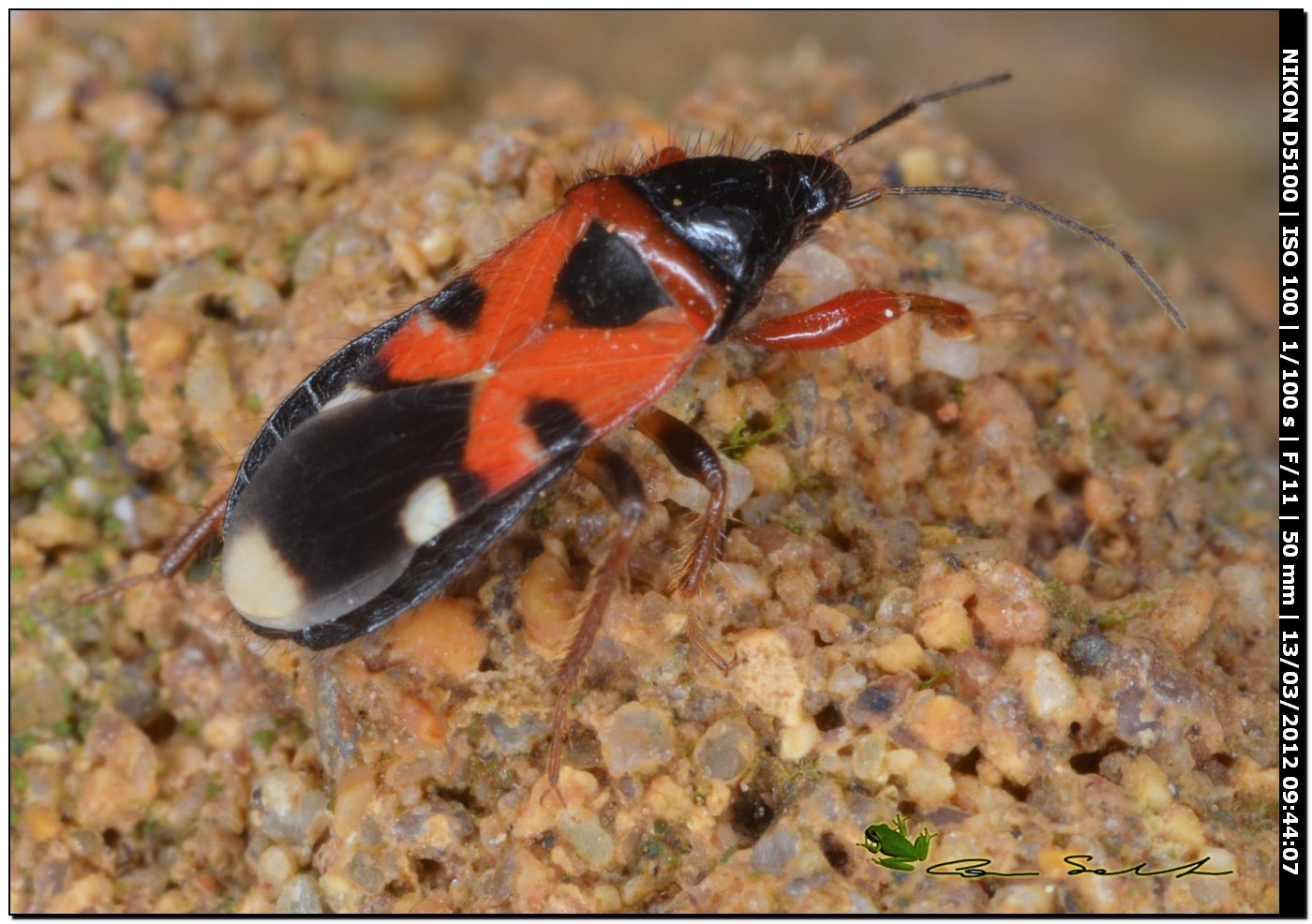 Nabidae: Prostemma bicolor da Porto Ferro , Sardegna (SS).