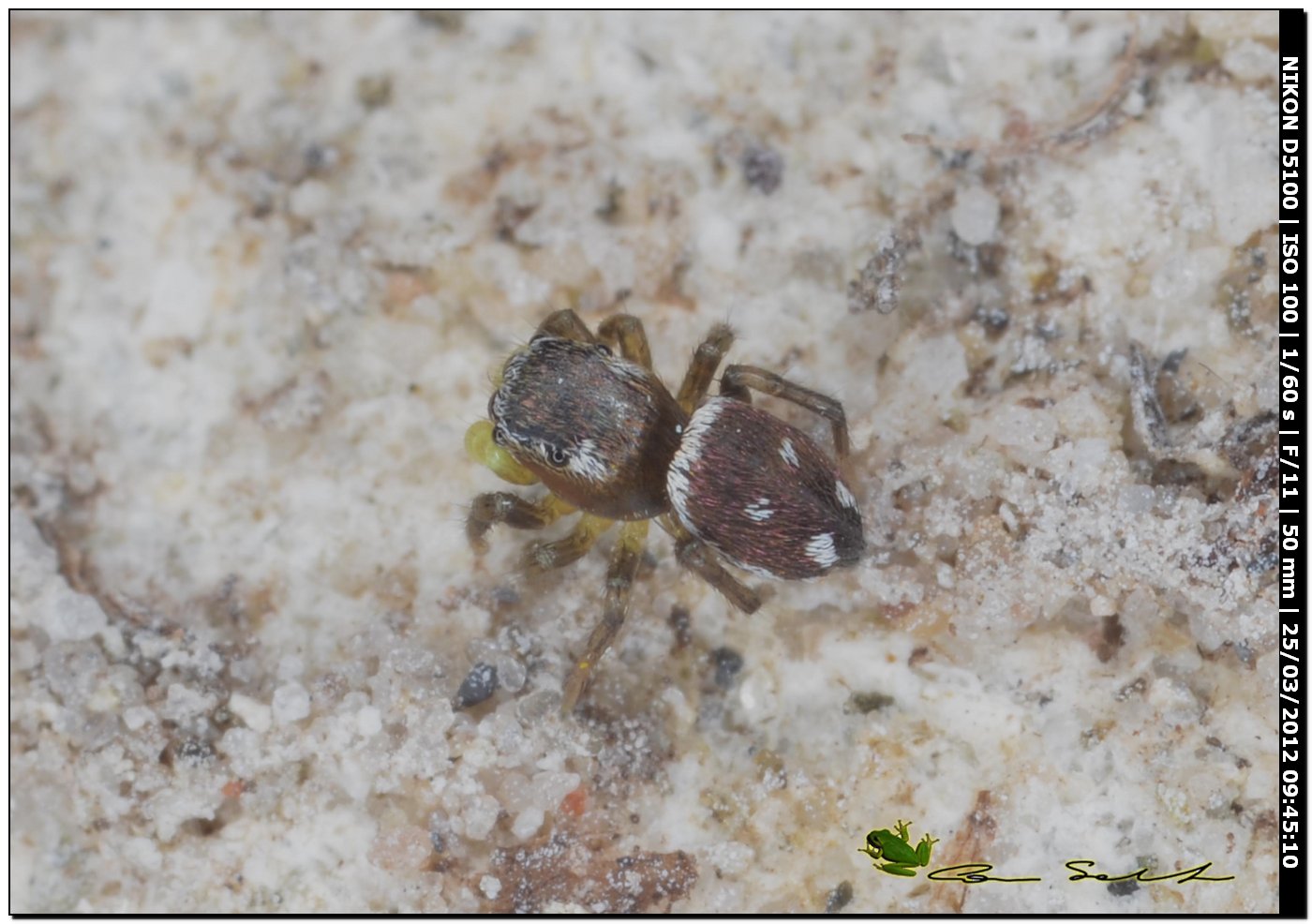 Heliophanus sp.
