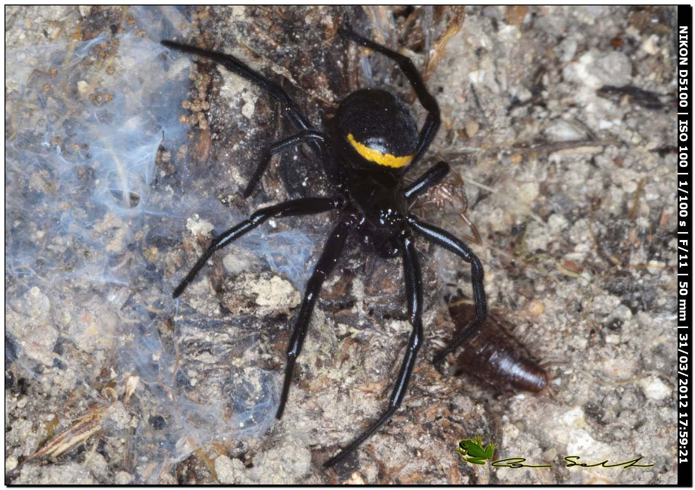 Steatoda paykulliana