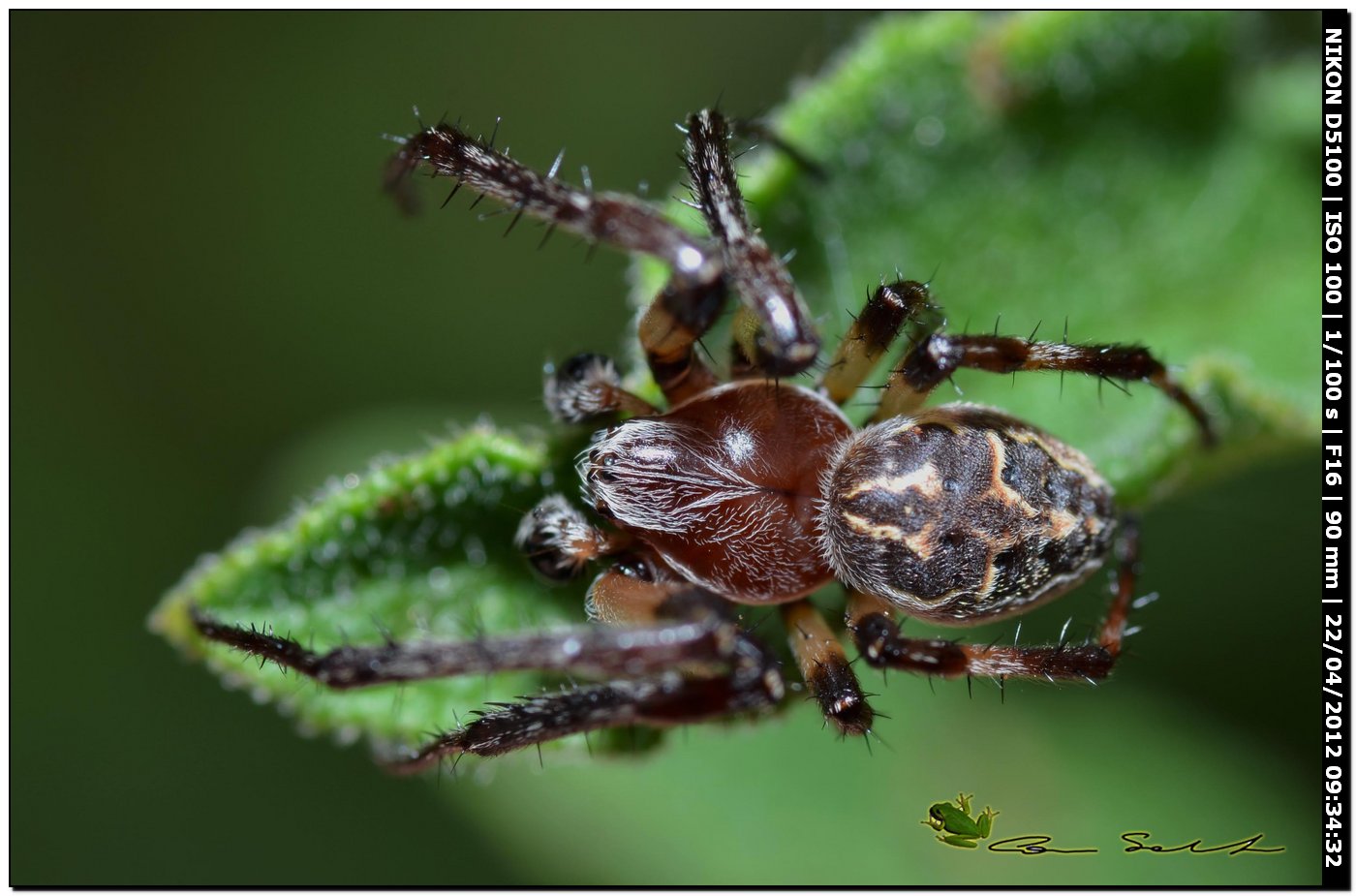 Larinioides sp. ♂