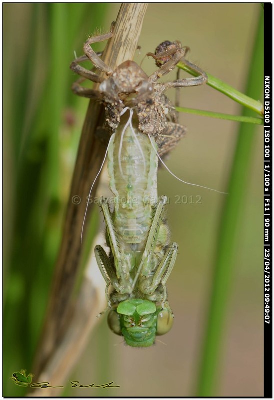 Orthetrum cancellatum, metamorfosi