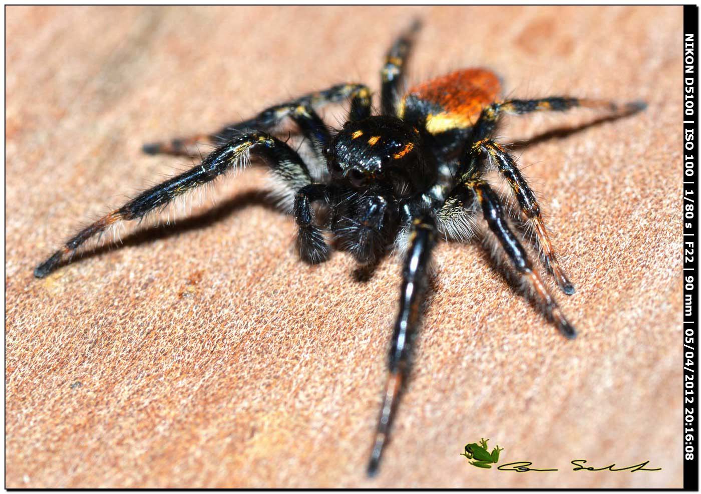 Carrhotus xanthogramma