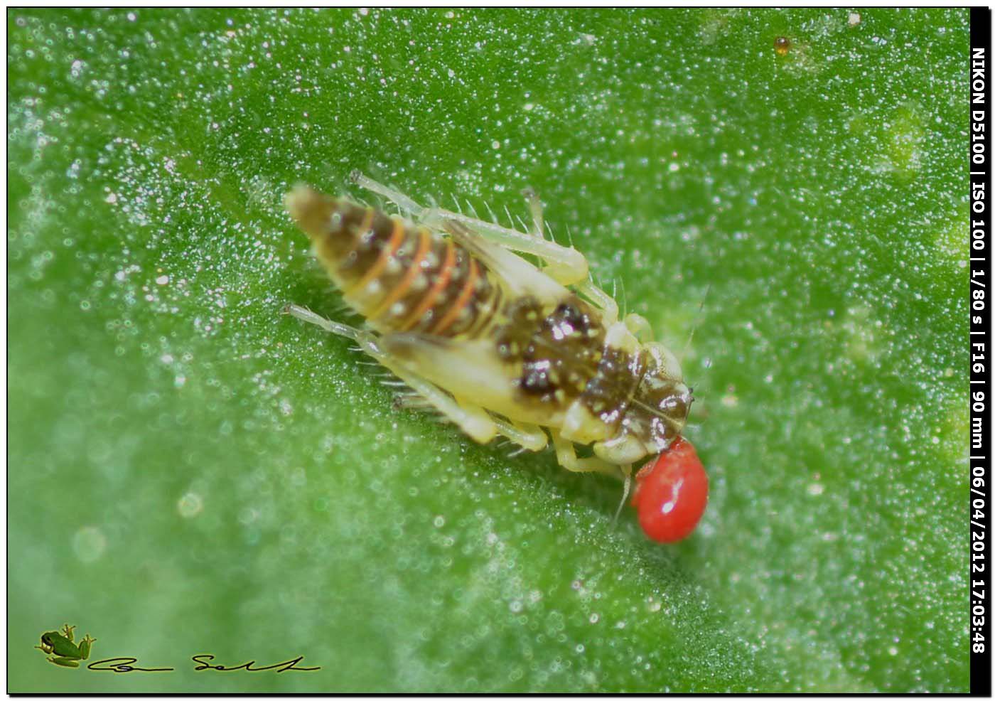 Piccolo e parassitato (nifa di cicalina con acaro)