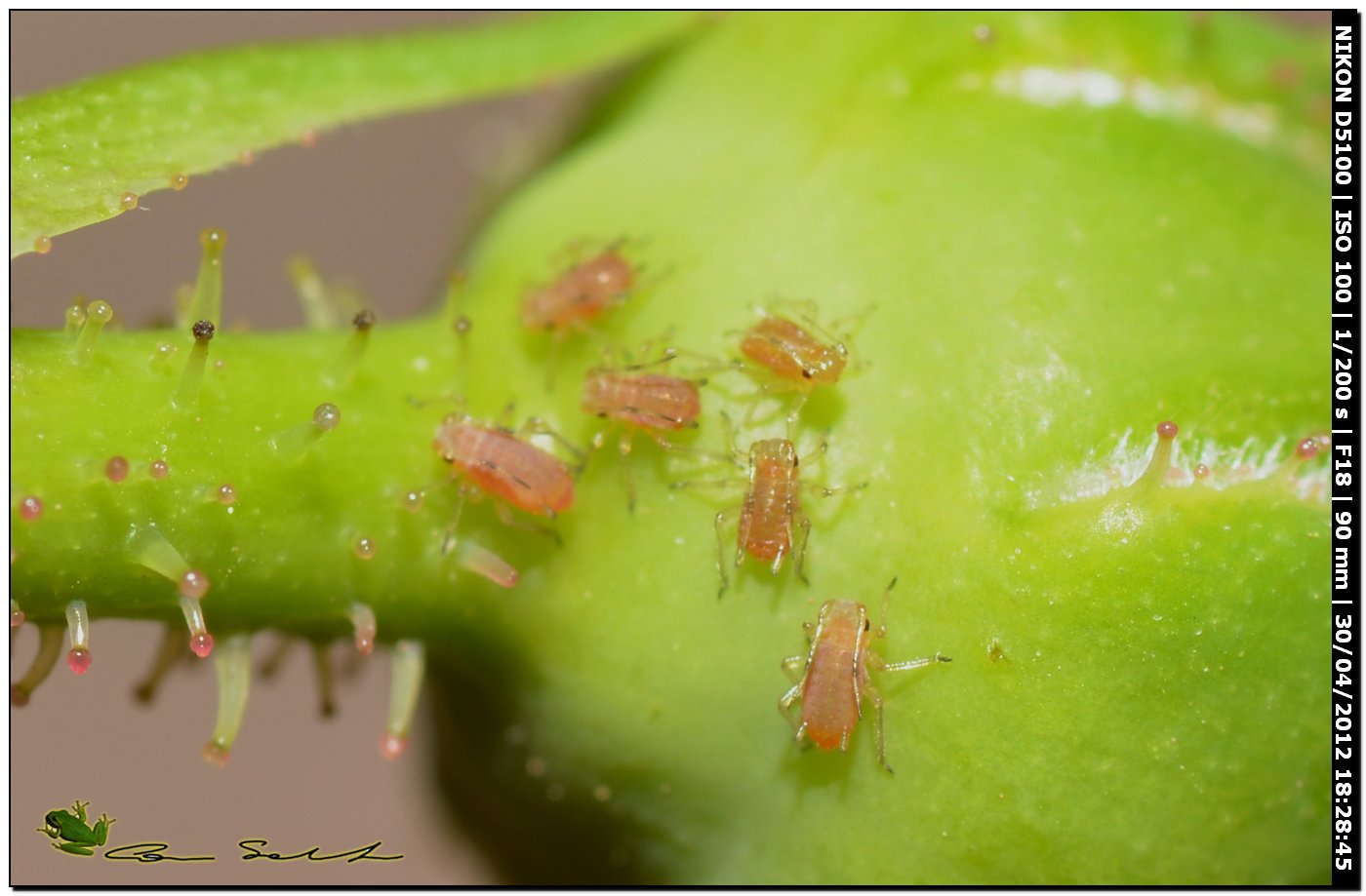 Piccoli afidi alati verdi: probabilmente Macrosiphum rosae