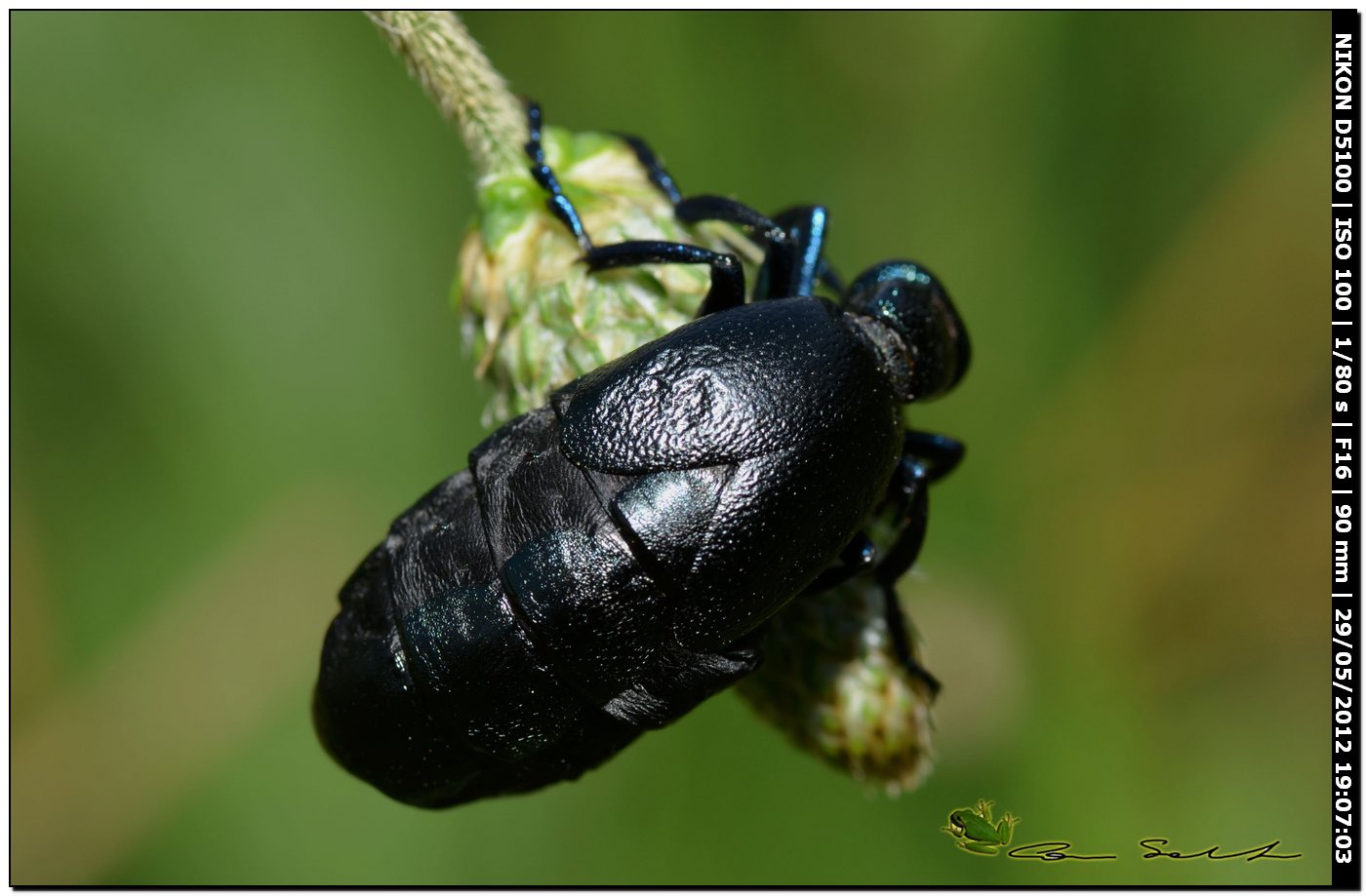 Meloe proscarabaeus in ... arrampicata libera