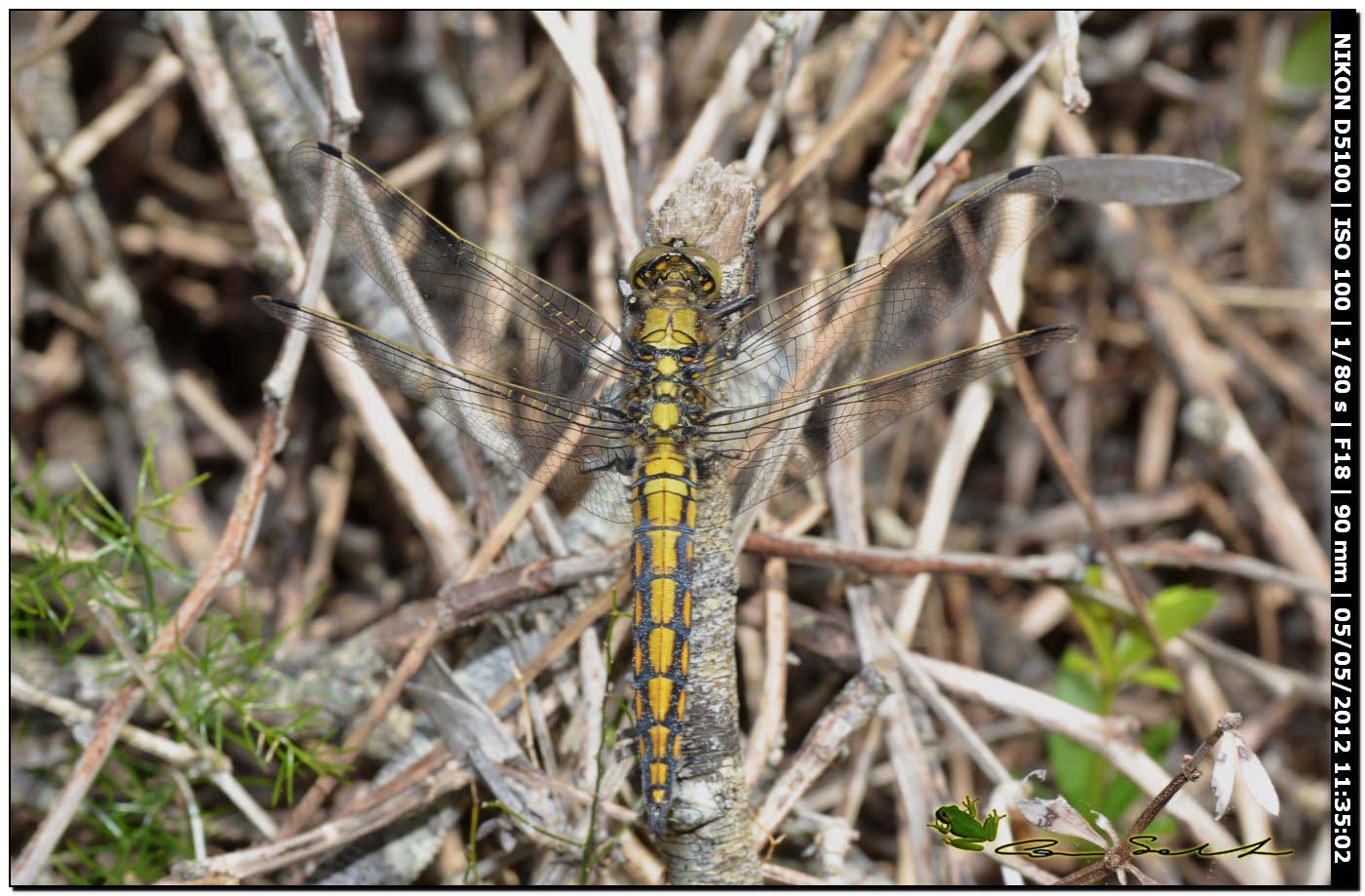 Orthetrum cancellatum