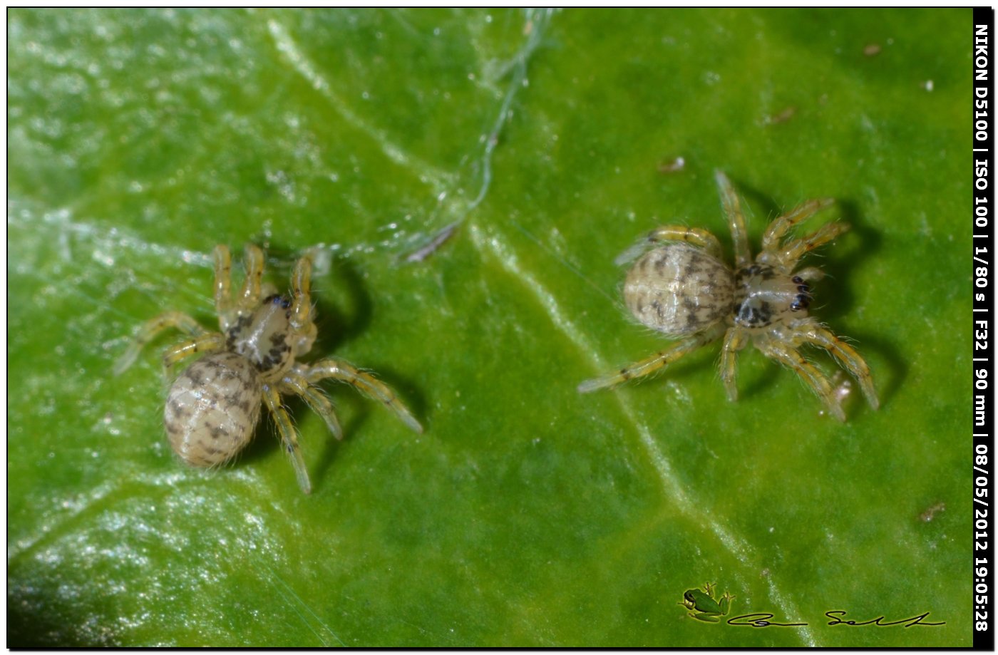 Ovisacco di Zoropsis sp.