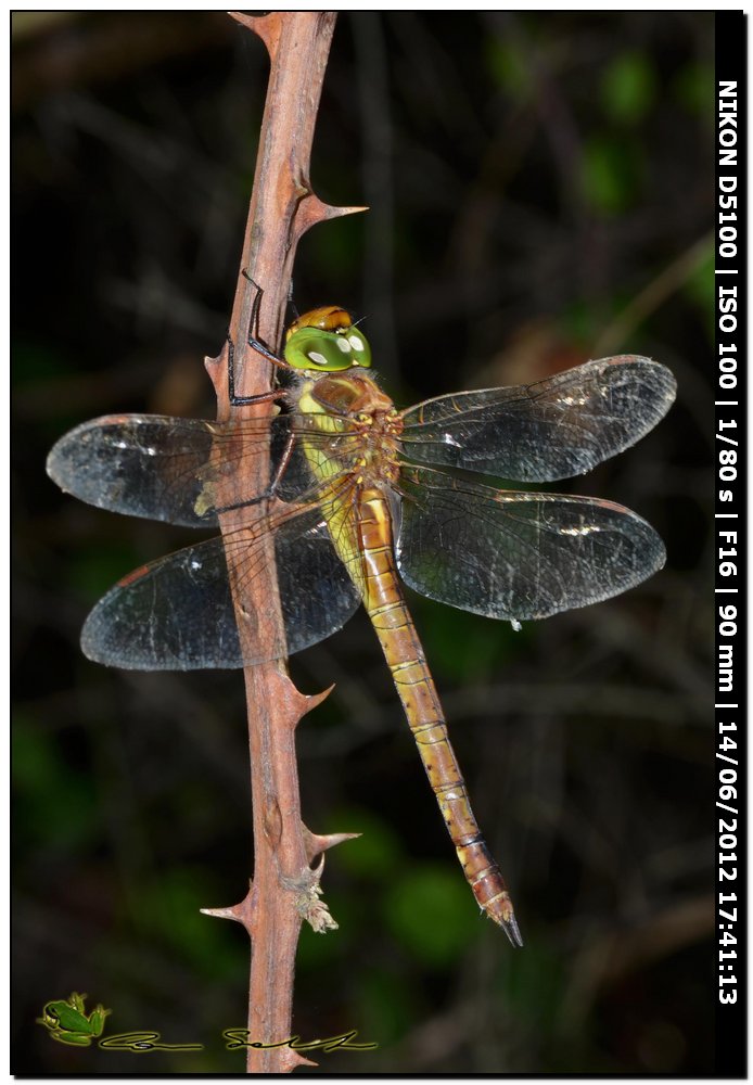 Aeshna Isosceles ♂