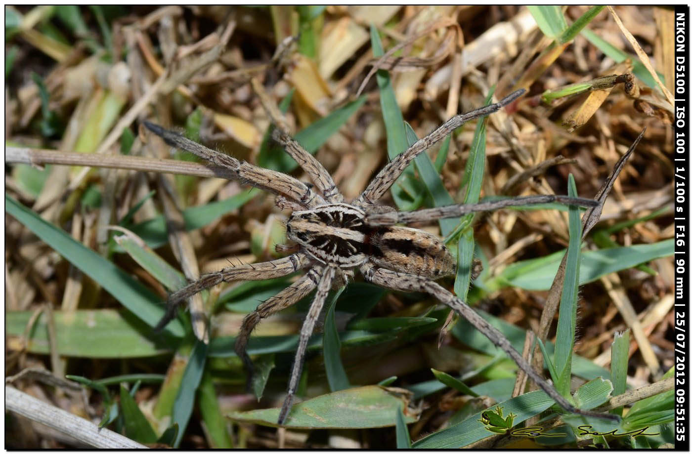 Maschio di Hogna radiata