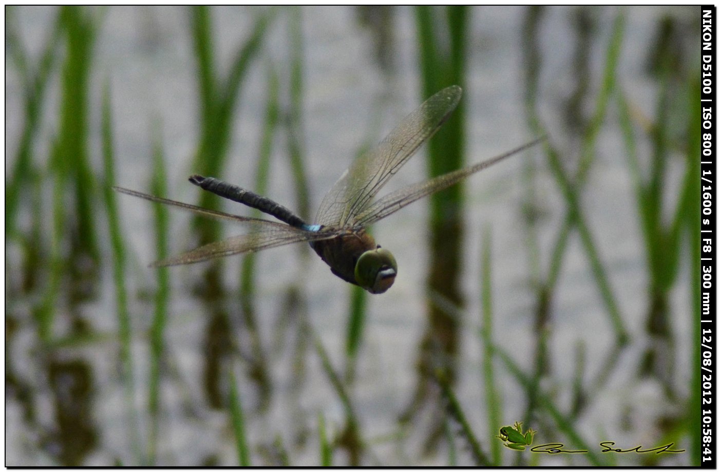 Anax parthenope ♂, terzo tentativo