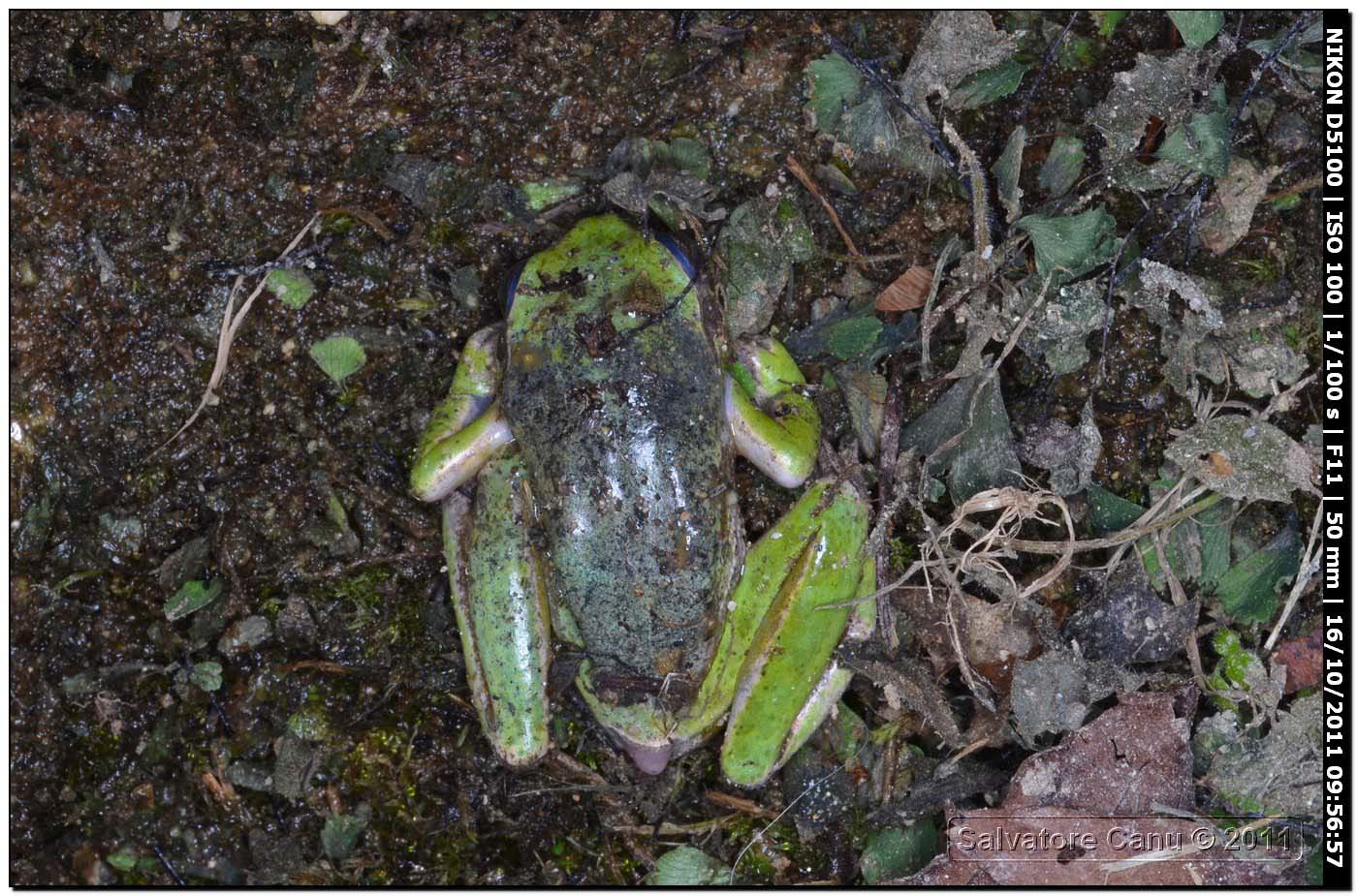 Strana Hyla sarda