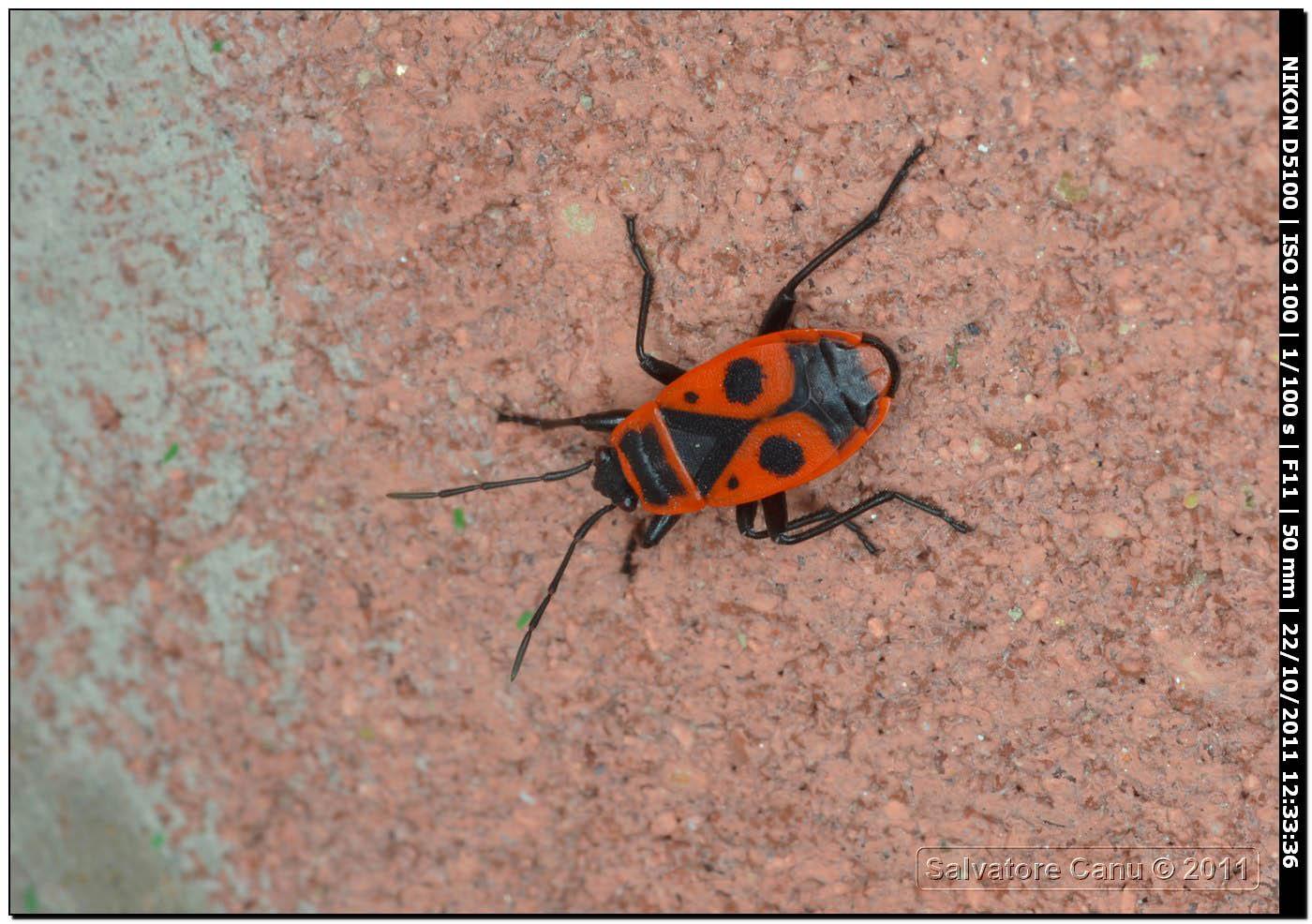 Pyrrhocoridae, Pyrrhocoris apterus
