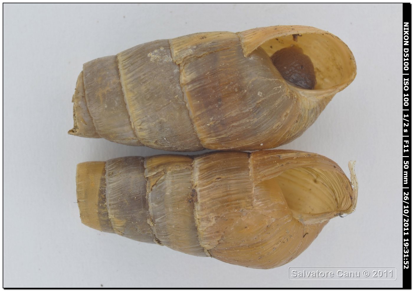 Rumina decollata