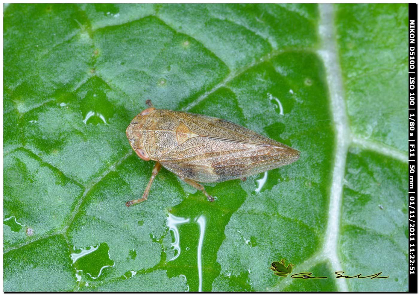 Cixiidae?.....quasi: Aphrophora alni; Sardegna