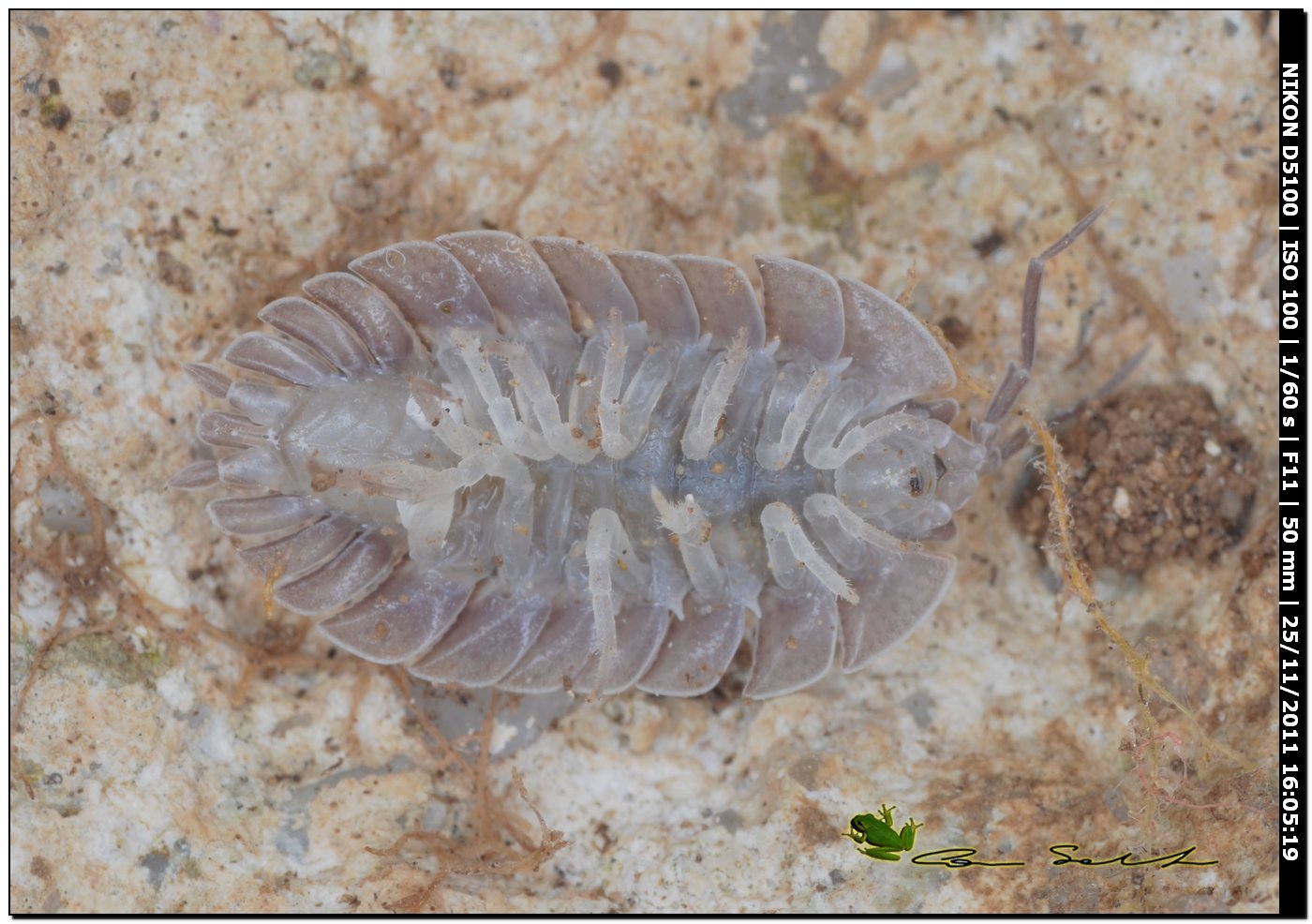 Porcellio dilatatus