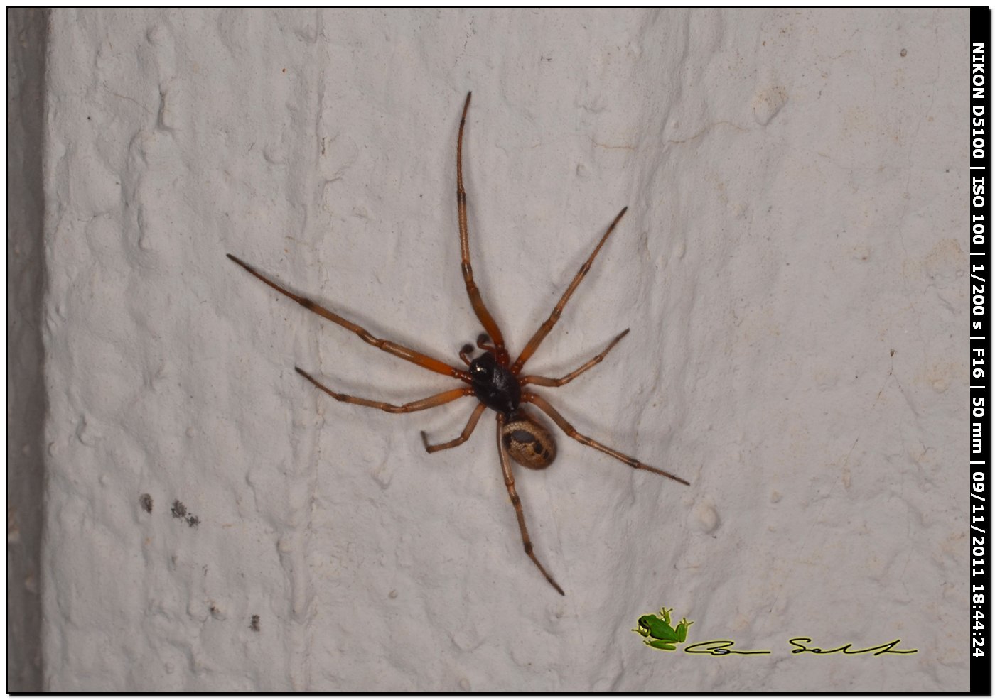 Theridiidae, Steatoda nobilis  ♂