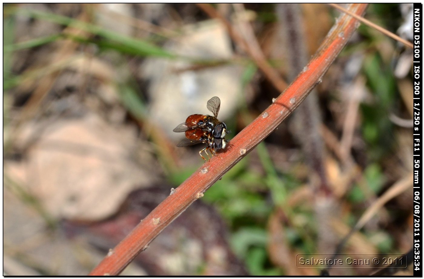 Accoppiamento Syrphidae: Paragus cf. bicolor