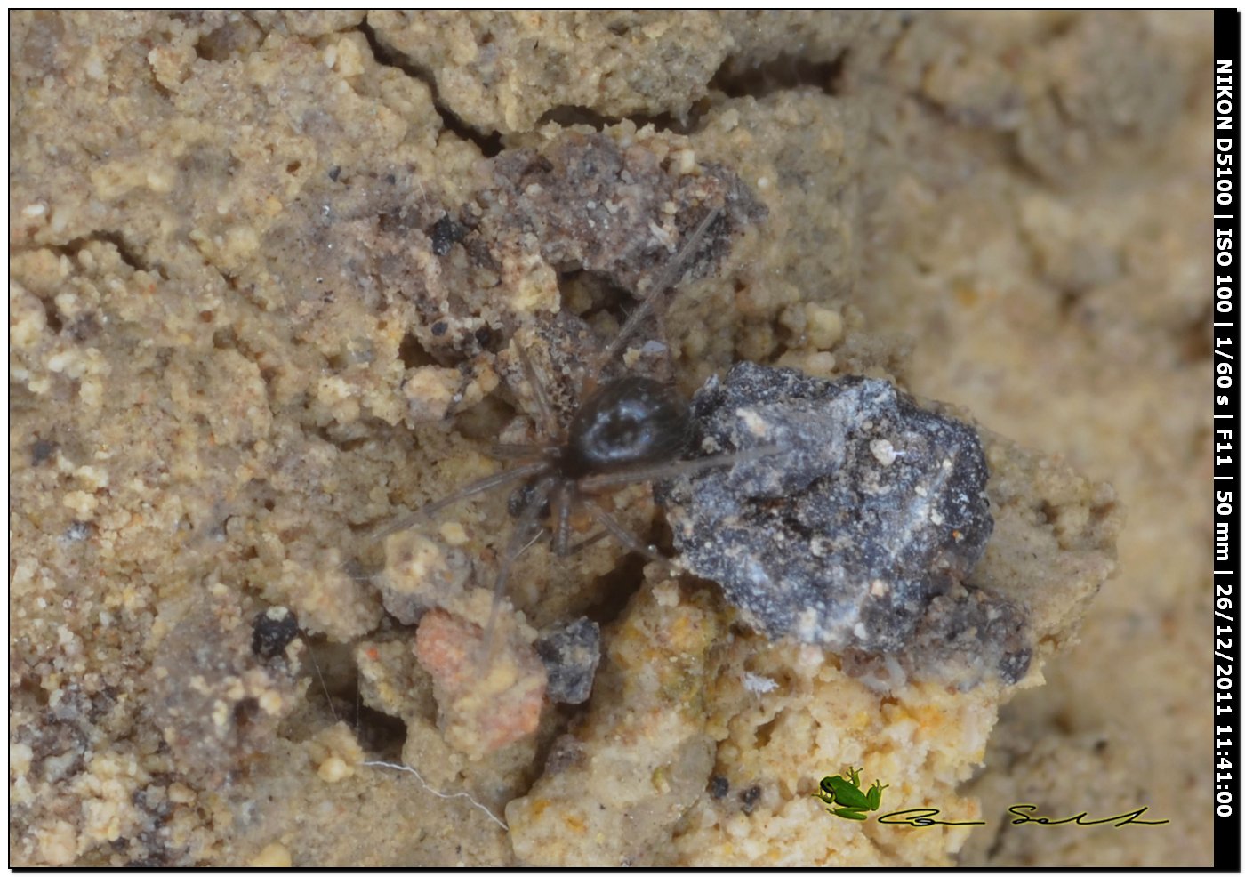 Zodarion sp.