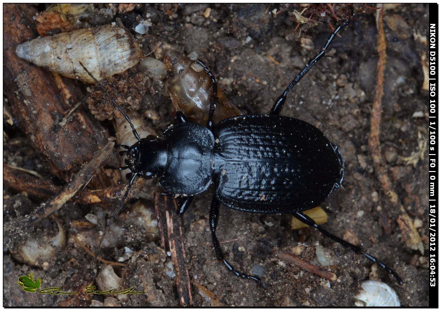 Carabidae, Licinus punctatulus