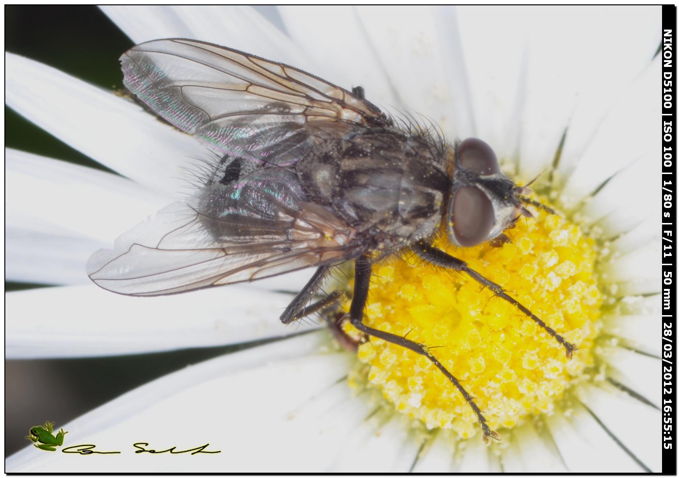 scatto unico per id.