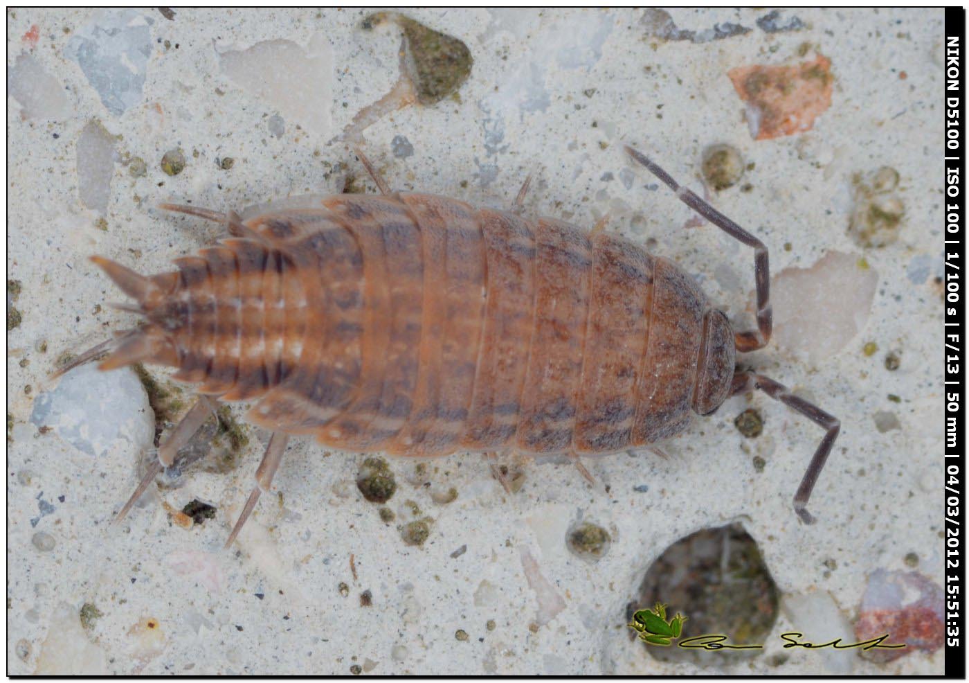 Porcellionides sexfasciatus da Platamona