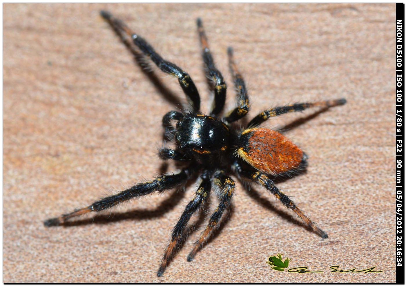 Carrhotus xanthogramma