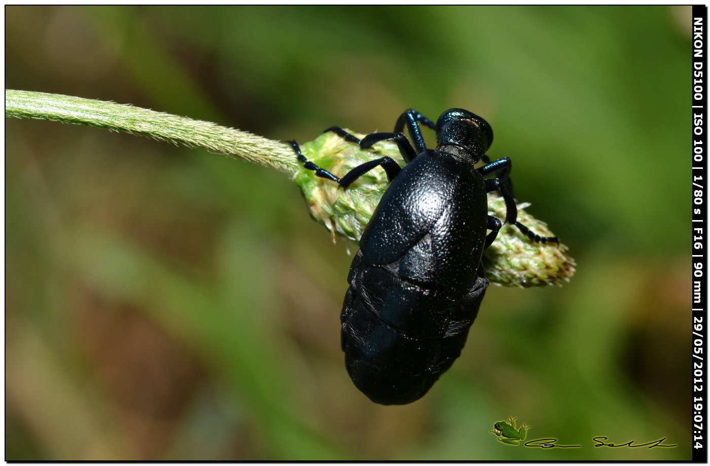 Meloe proscarabaeus in ... arrampicata libera