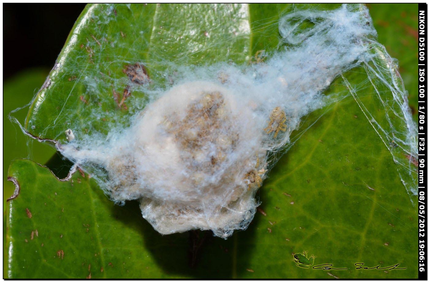 Ovisacco di Zoropsis sp.